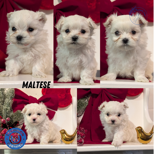 MALTESE (NOV 09) MALES