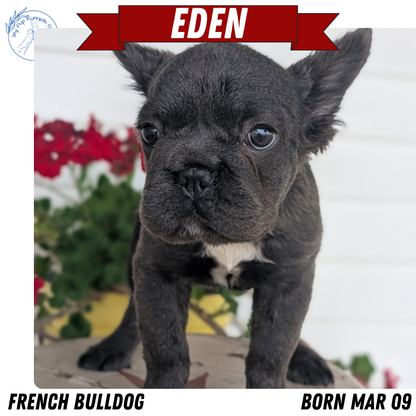 FRENCH BULLDOG (MAR 09) FEMALES