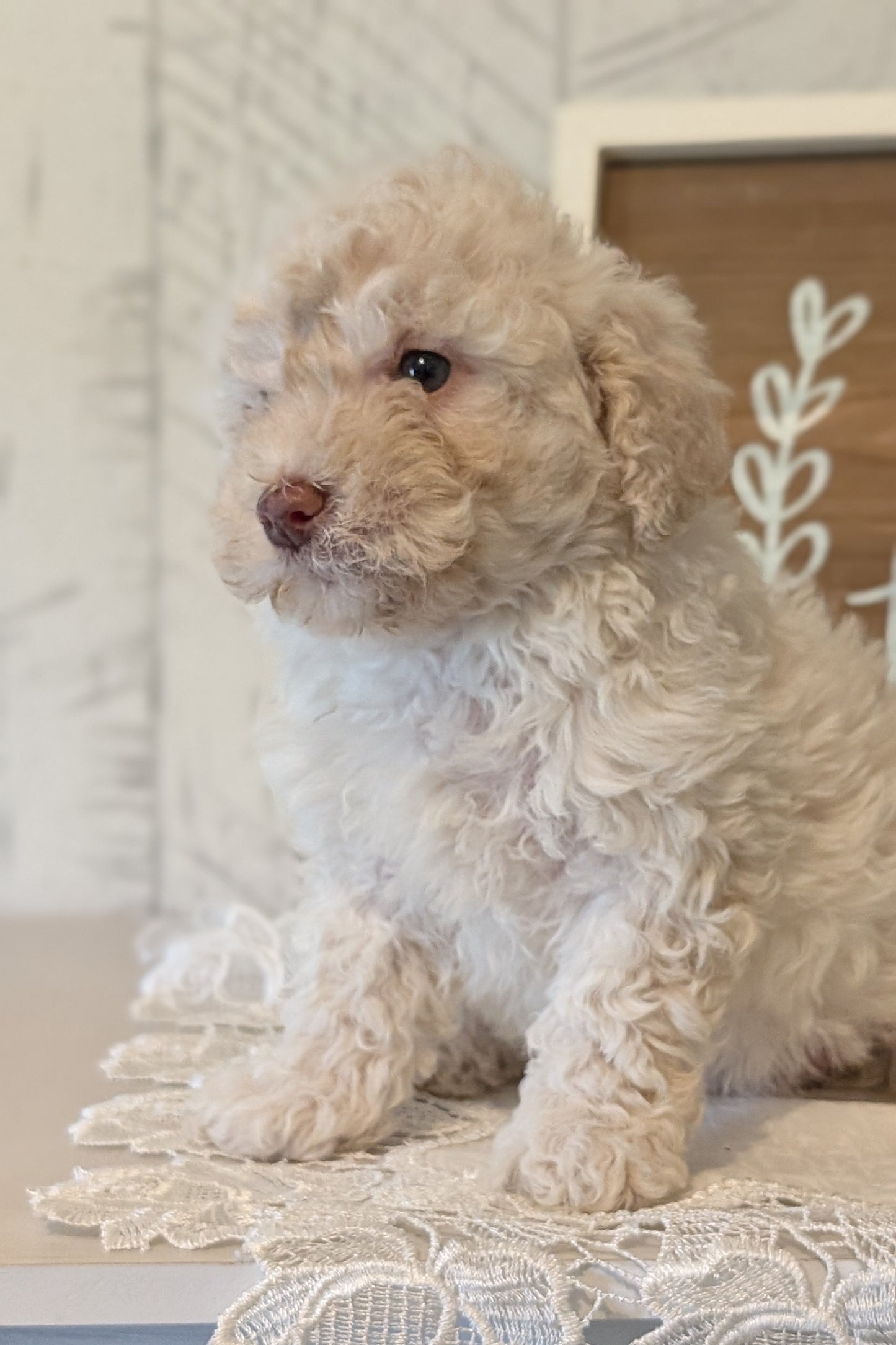 MALTIPOO (APR 05) FEMALES