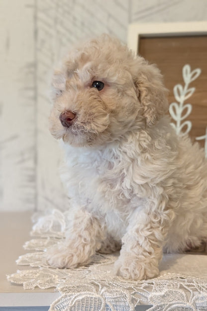 MALTIPOO (APR 05) FEMALES