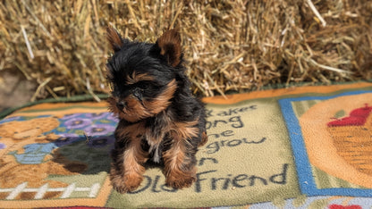 YORKSHIRE TERRIER (02/20) MALE