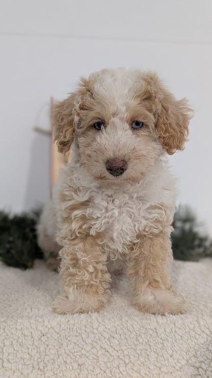 TOY POODLE (08/23) FEMALE