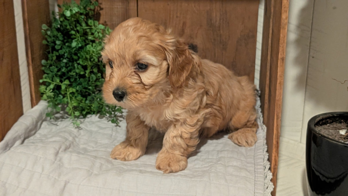 COCKAPOO (AUG 17) 3 FEMALES/1 MALE