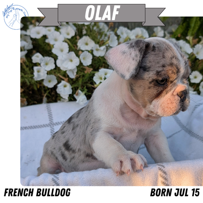 FRENCH BULLDOG (07/15) MALE