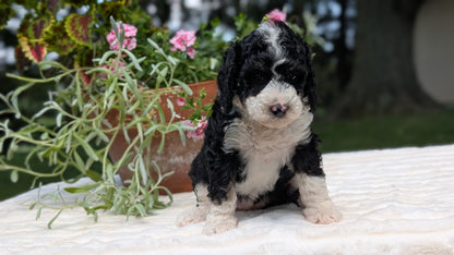 MINI BERNEDOODLE (06/11) FEMALE