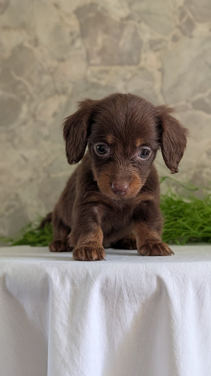MINI DACHSHUND (APR 29) FEMALES