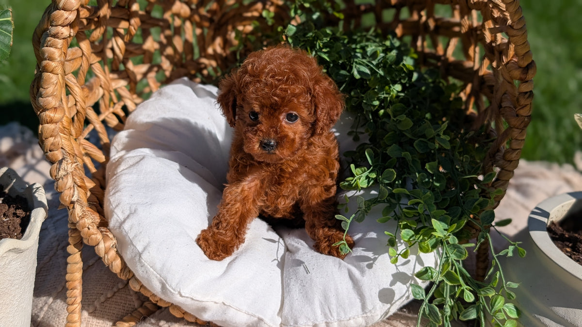 TOY POODLE (AUG 20) 1 FEMALE