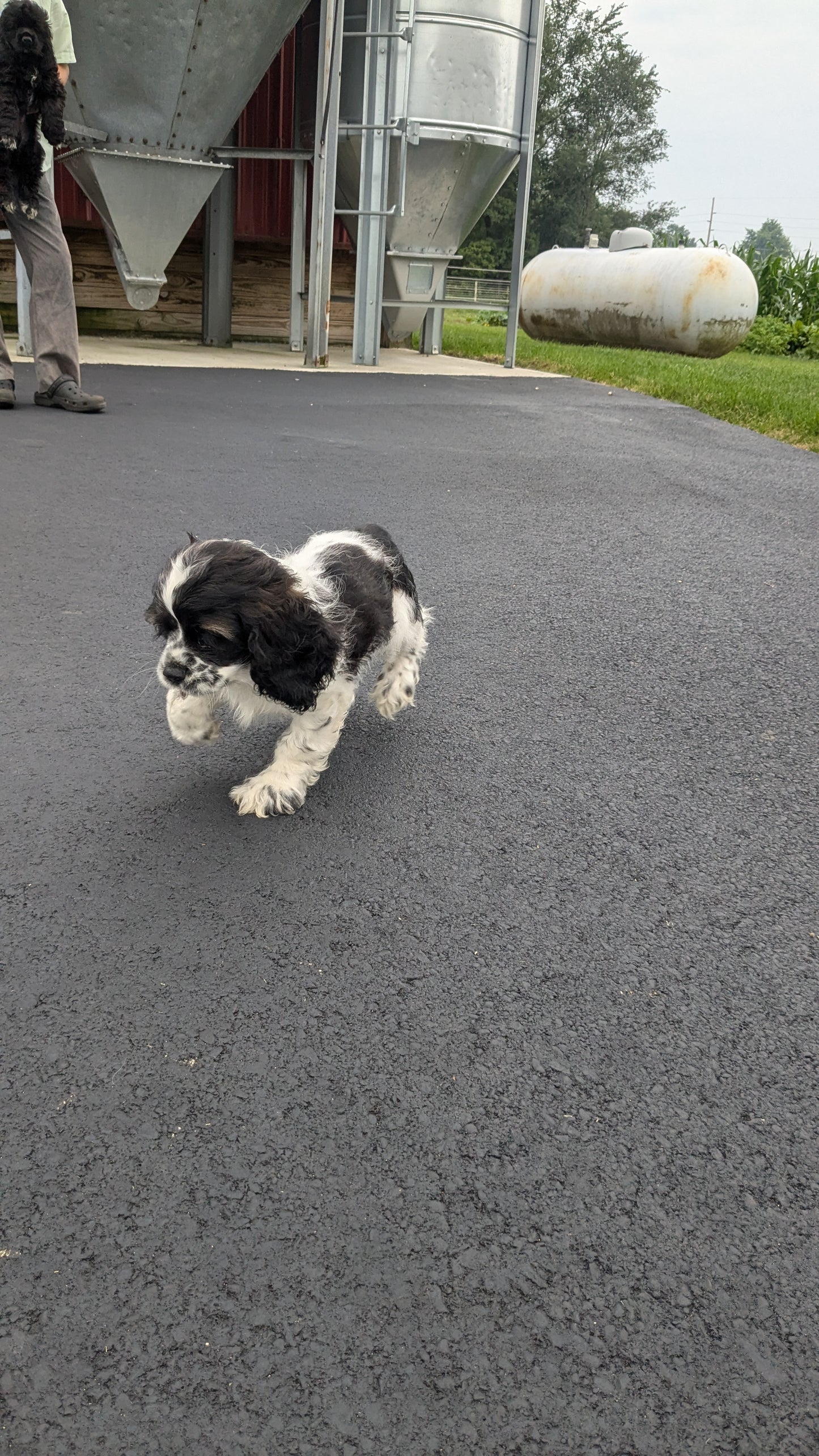 COCKER SPANIEL (05/01) FEMALE