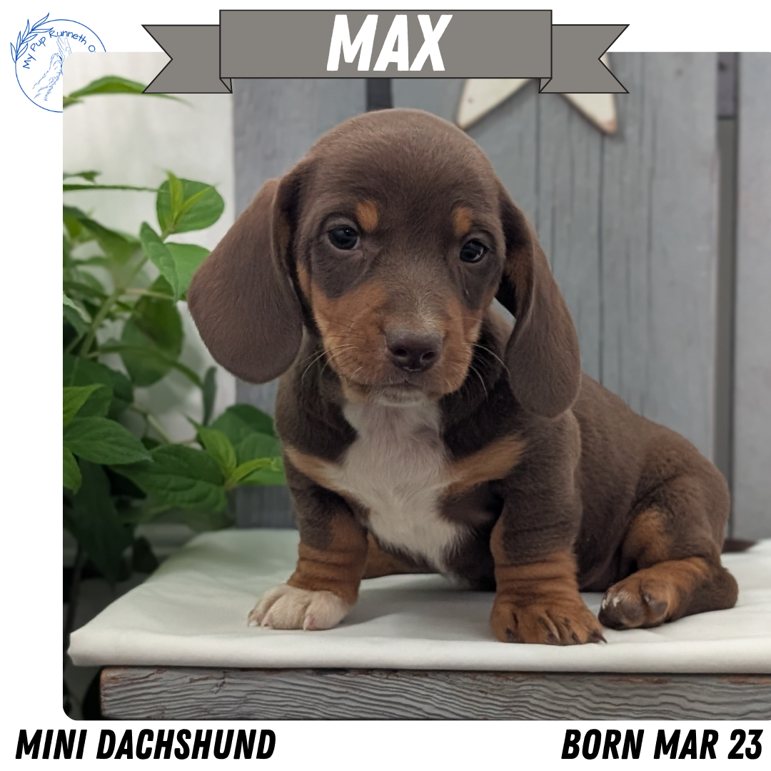 MINI DACHSHUND (MAR 23) MALES
