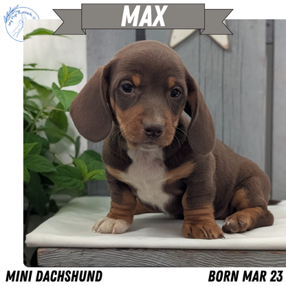 MINI DACHSHUND (MAR 23) MALES