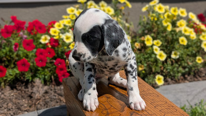DALMATIAN (JUN 29) FEMALES