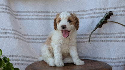 CAVAPOO (MAY 23) MALES