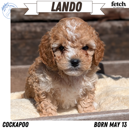 COCKAPOO (MAY 13) MALES