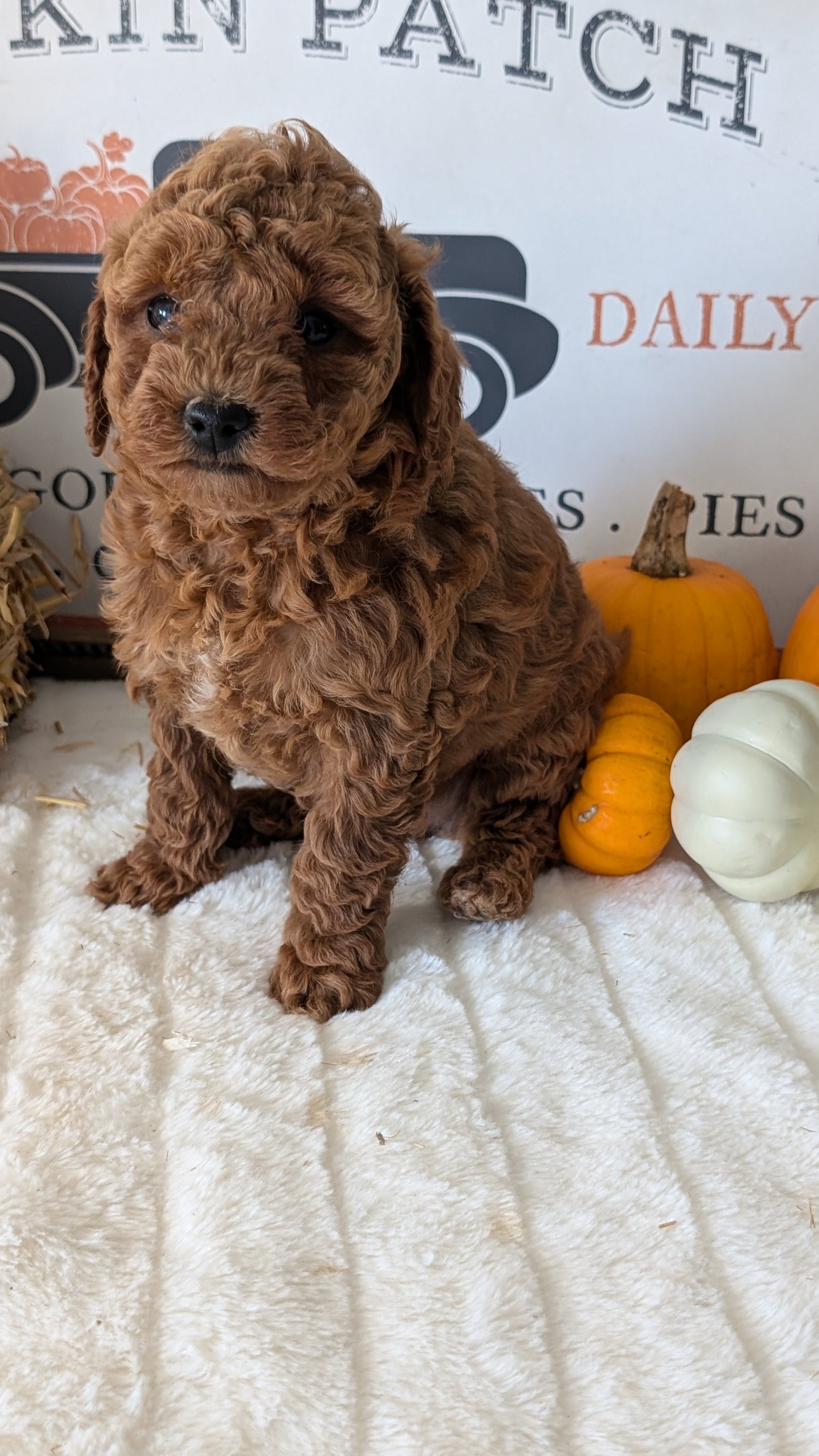 MINI GOLDENDOODLE (09/21) FEMALE