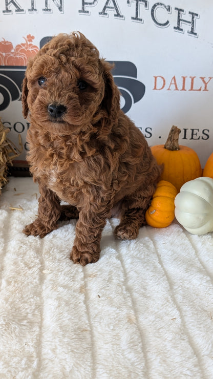 MINI GOLDENDOODLE (09/21) FEMALE