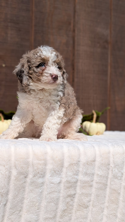 MINI BERNEDOODLE (08/06) FEMALE