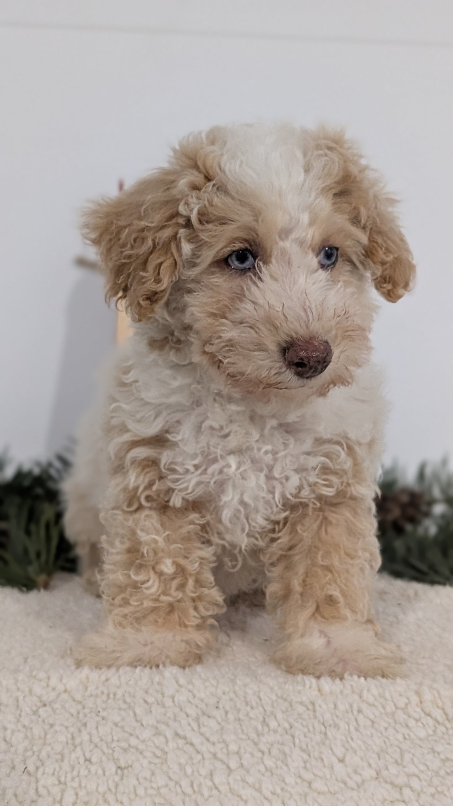 TOY POODLE (08/23) FEMALE