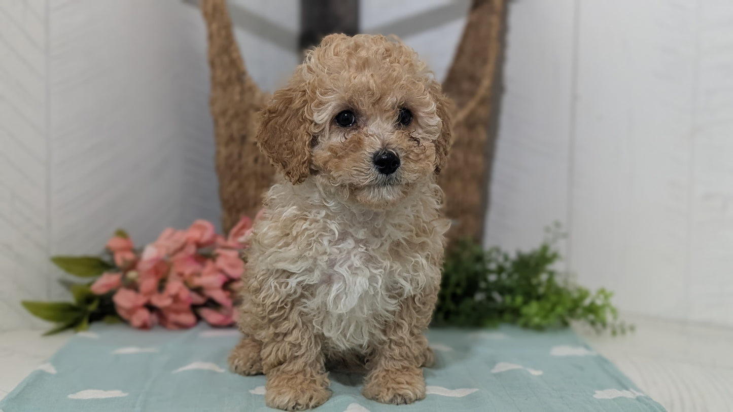 MINI POODLE (DEC 04) MALES