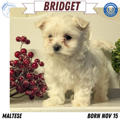 MALTESE (NOV 15) FEMALES