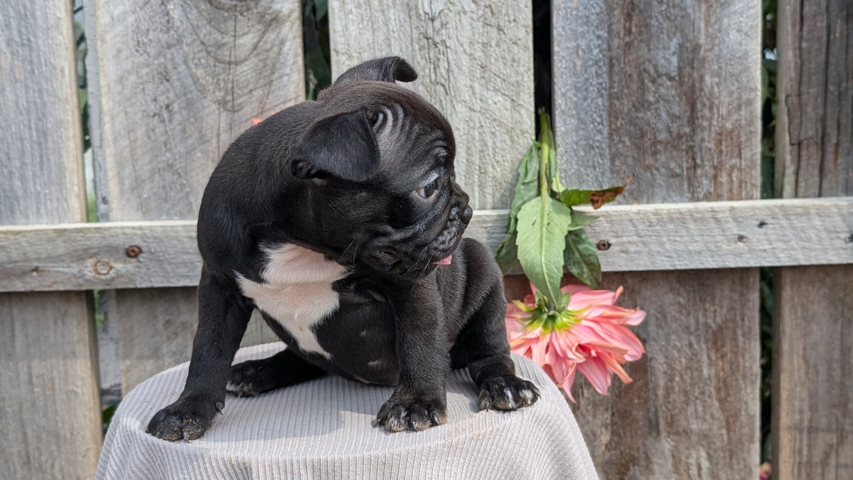 FRENCHTON (JUL 14) 2 MALES/1 FEMALE