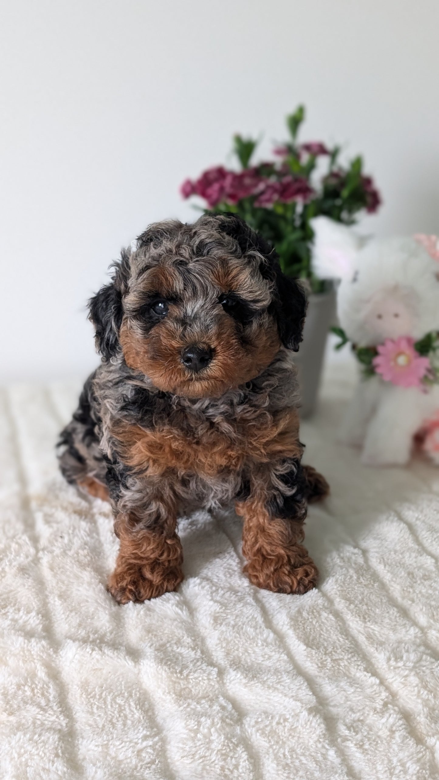 MINI POODLE (MAR 11) MALE