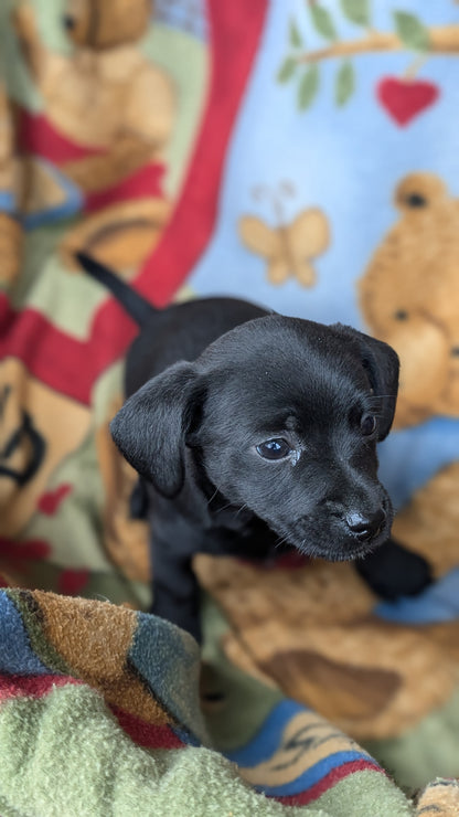 DACHSHUND (10/01) MALE