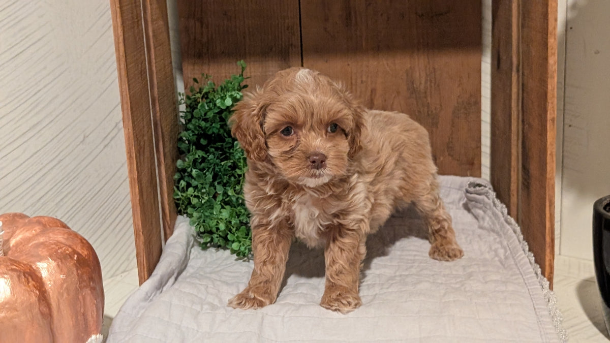 COCKAPOO (AUG 17) 3 FEMALES/1 MALE