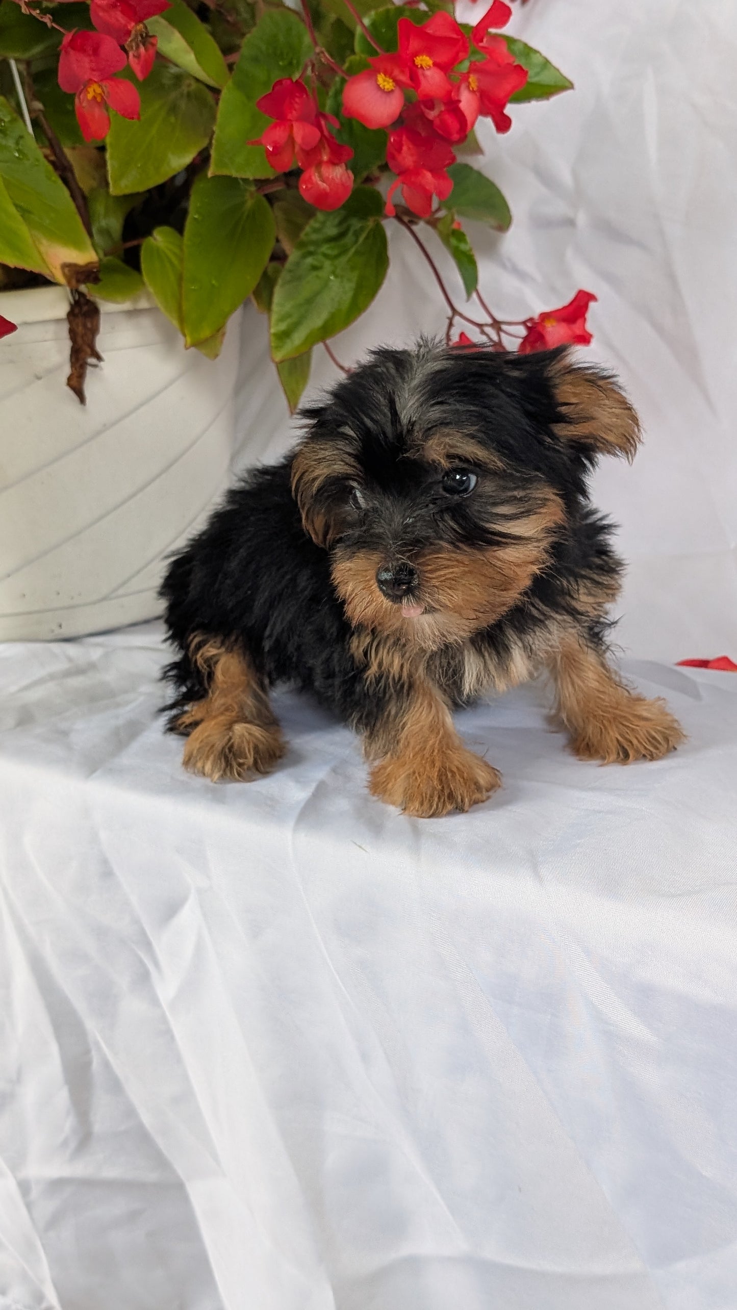 YORKSHIRE TERRIER (06/14) FEMALE