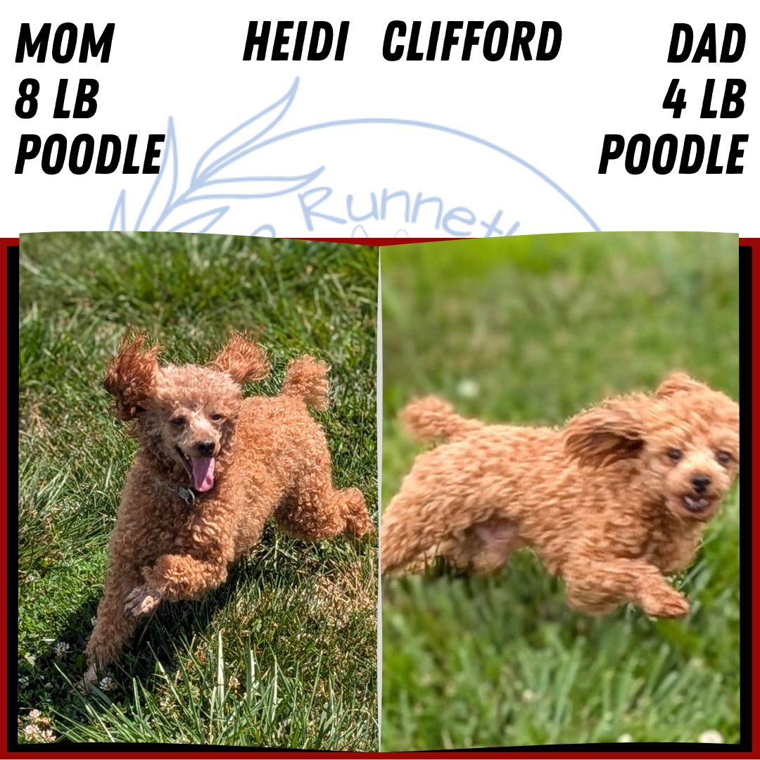 TOY POODLE (JUN 22) FEMALES