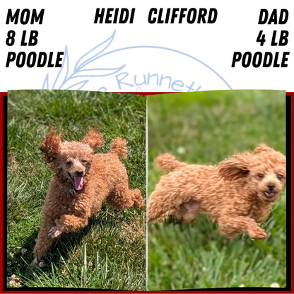 TOY POODLE (JUN 22) MALES