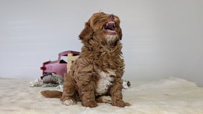 HAVAPOO (NOV 27) MALE