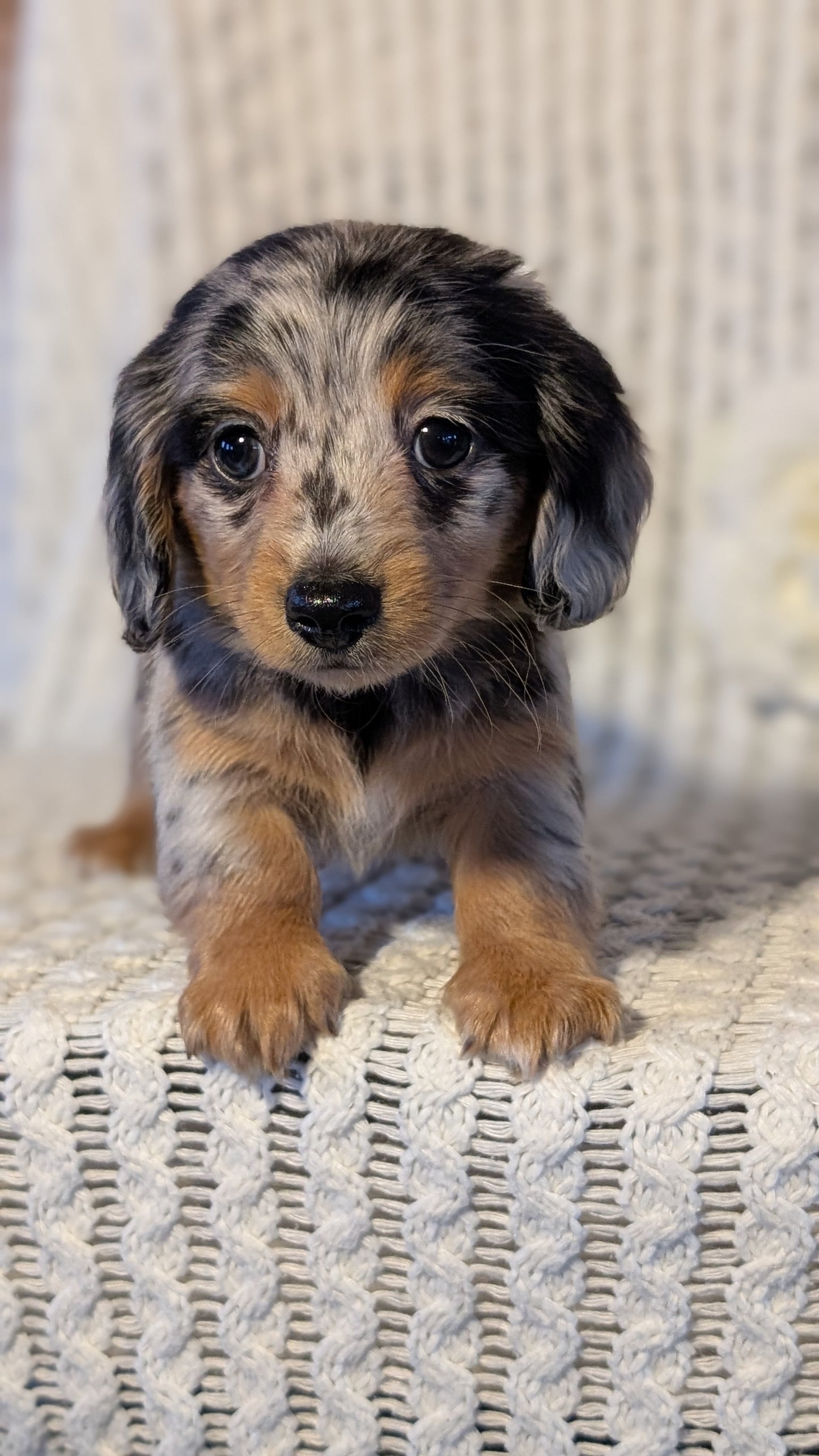 MINI DACHSHUND (JAN 01) FEMALES