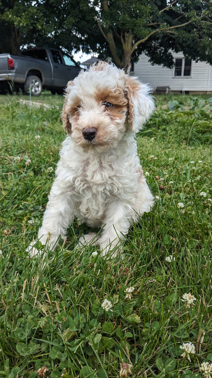 MINI POODLE (04/27) FEMALE