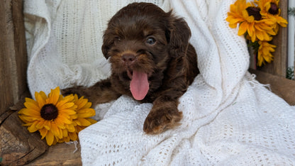 COCKAPOO (06/02) MALE