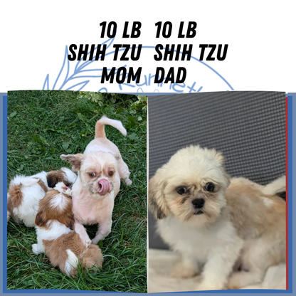 SHIH TZU (07/18) MALE