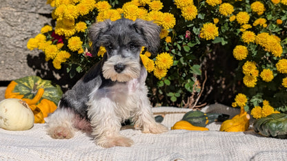 MINI SCHNAUZER (08/06) MALE