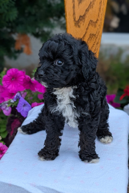 MALTIPOO (JUN 11) MALES