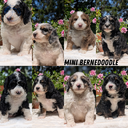 MINI BERNEDOODLE (06/11) MALE