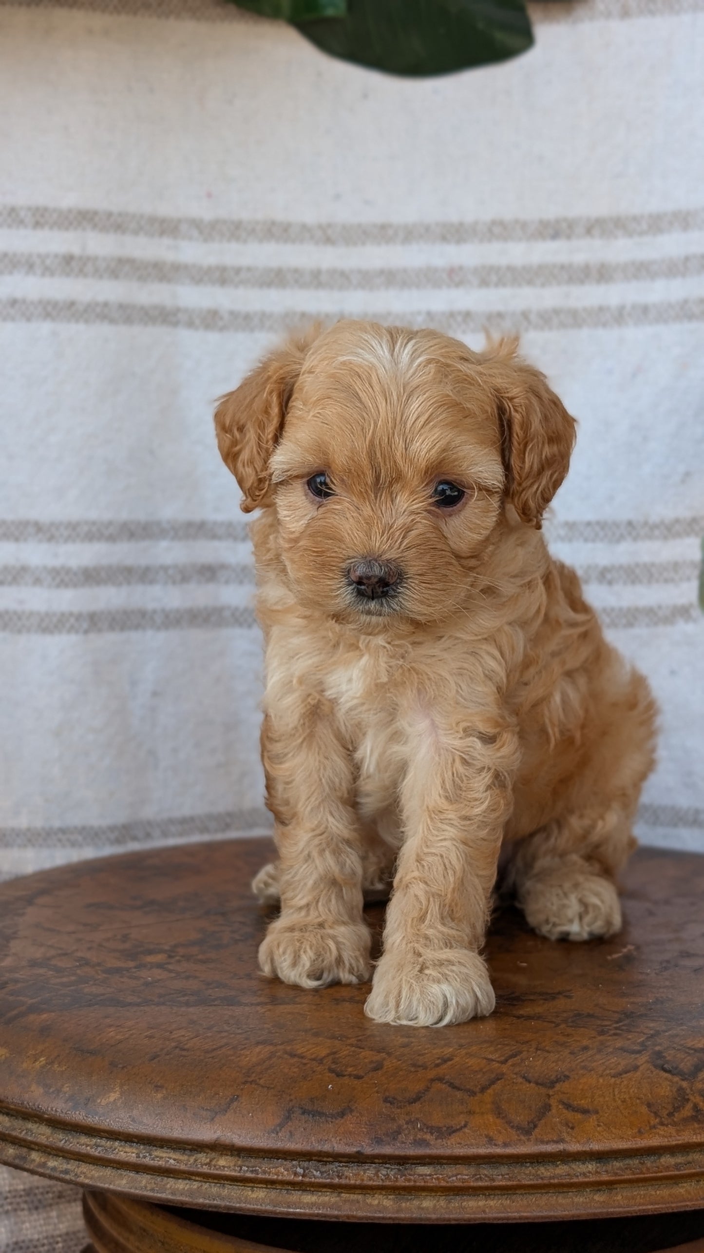 CAVAPOO (MAY 23) FEMALES