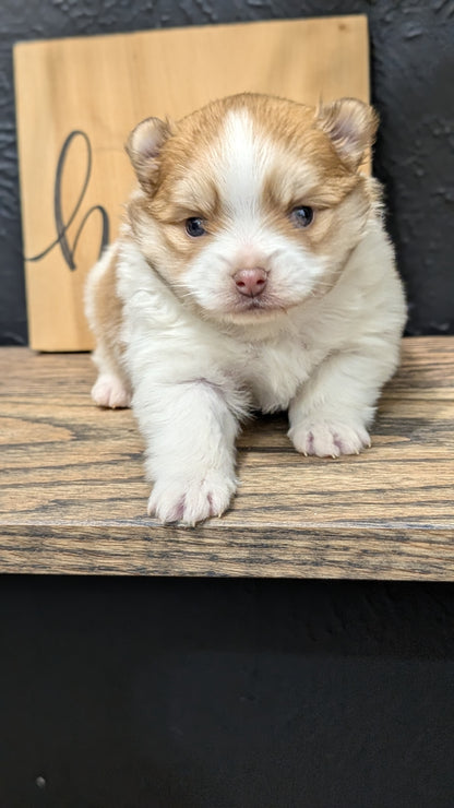 POMERANIAN (NOV 23) MALE