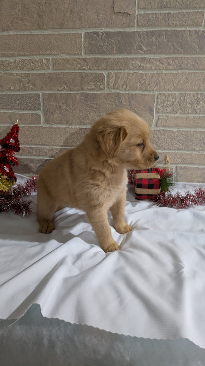 GOLDEN RETRIEVER (11/09) FEMALE
