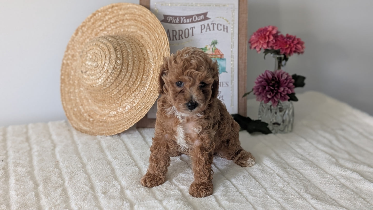 MINI POODLE (06/29) FEMALE