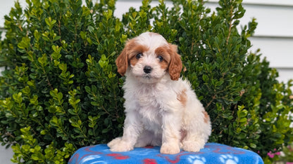 CAVAPOO (MAY 25) FEMALES