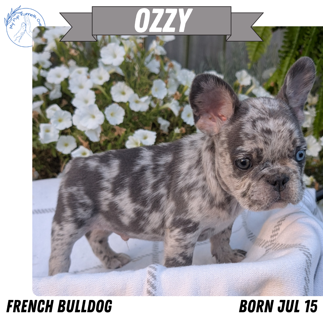 FRENCH BULLDOG (07/15) MALE