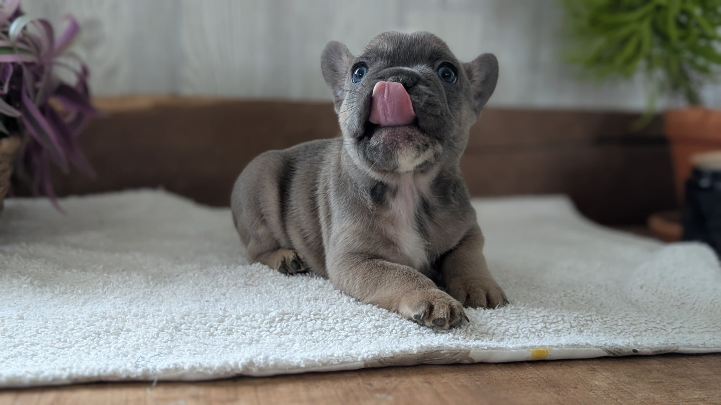 FRENCH BULLDOG (NOV 22) MALES