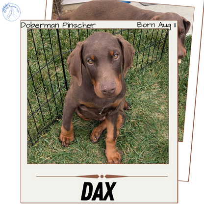 DOBERMAN PINSCHER (08/11) MALE