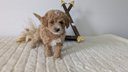 MINI GOLDENDOODLE (03/28) FEMALE
