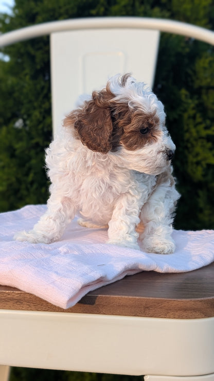 MINI POODLE (MAY 12) MALES