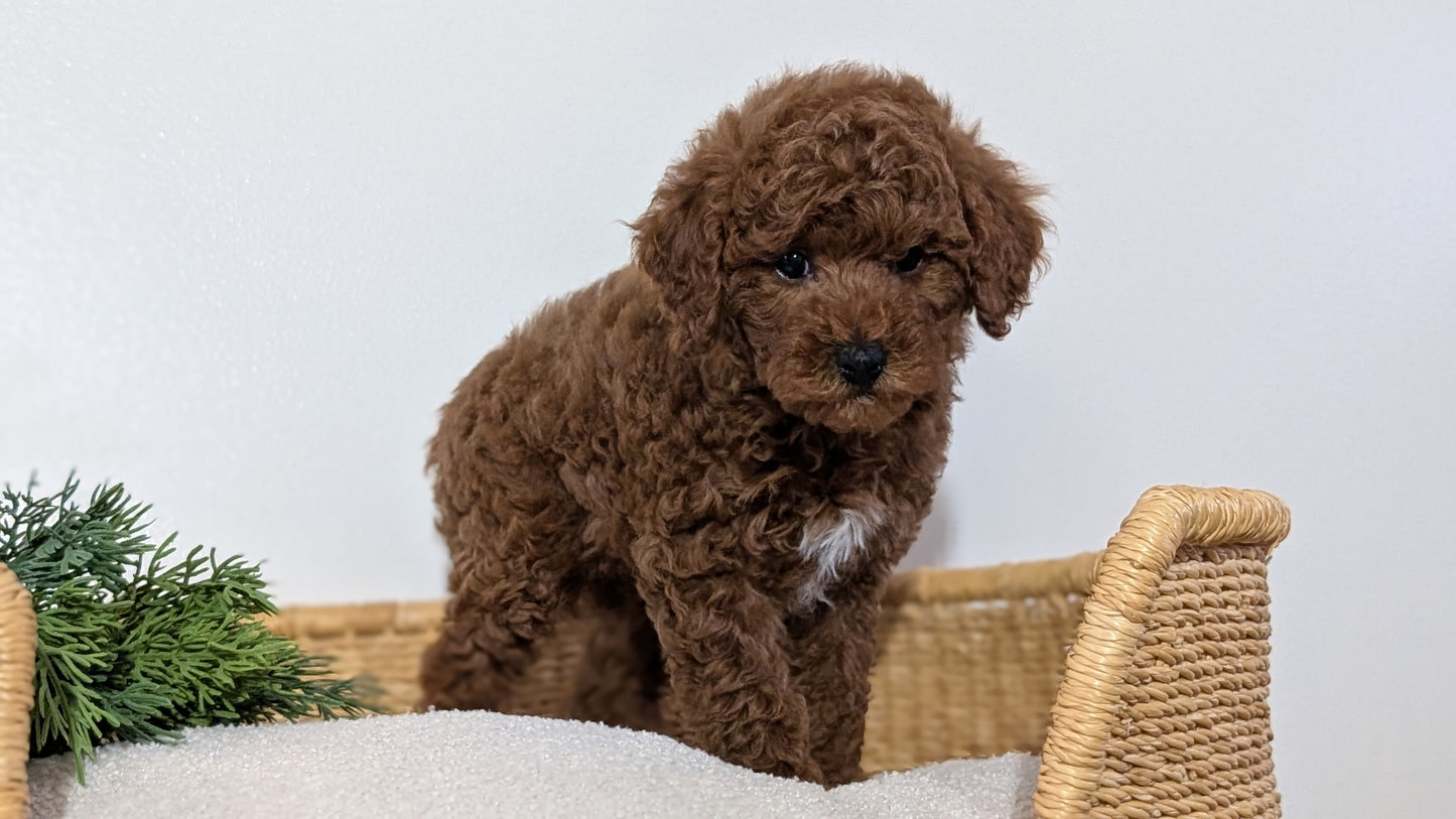 MINI POODLE (NOV 14) MALES