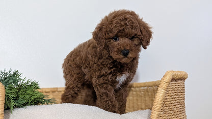 MINI POODLE (NOV 14) MALES